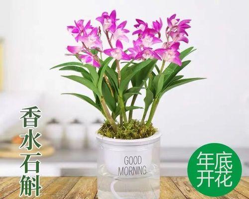 水培植物哪些养（水培植物的养护知识）