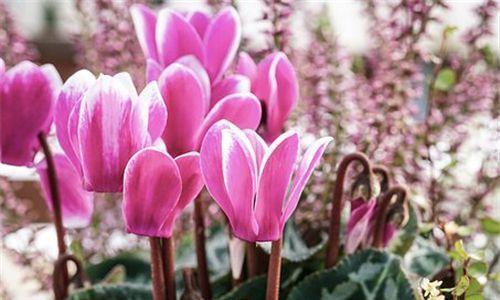 仙客来花期在几月份（有关仙客来花期简介）