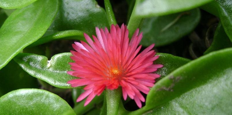 什么花适合夏天播种（夏天种植花卉品种介绍）