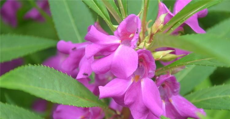 非洲凤仙花种子如何种植（凤仙花的正确栽培方法）