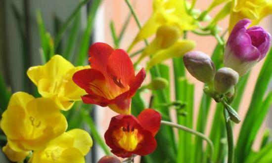 冬季开的花有哪些（冬季花七大代表植物）