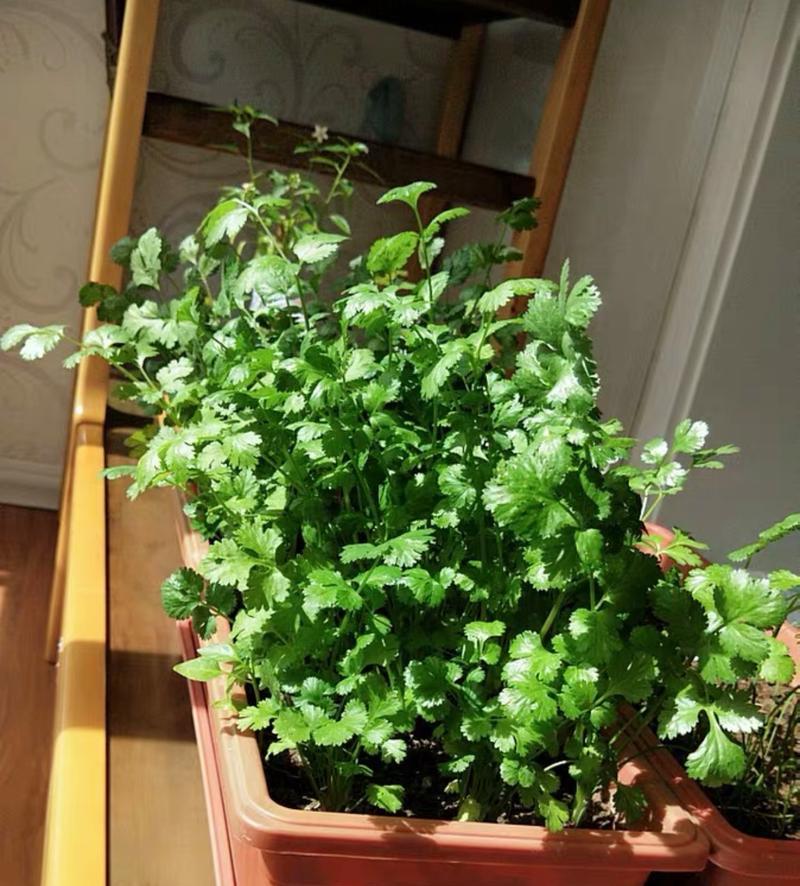 香菜怎么种植容易发芽（家庭种植香菜的简单方法）