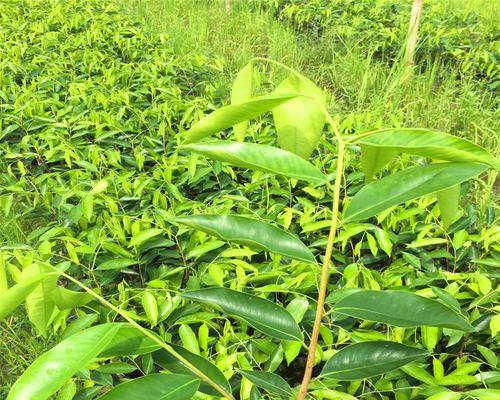 沉香树种植前景如何（有关沉香树的栽培步骤）