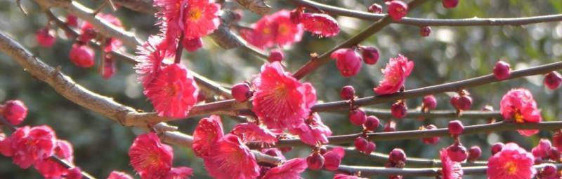 梅花是什么季节开花（关于梅花种植时间和方法）