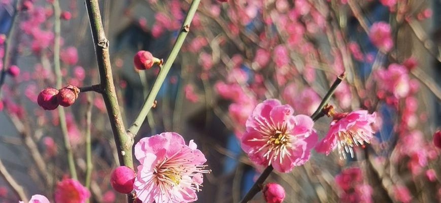 梅花是什么季节开花（关于梅花种植时间和方法）