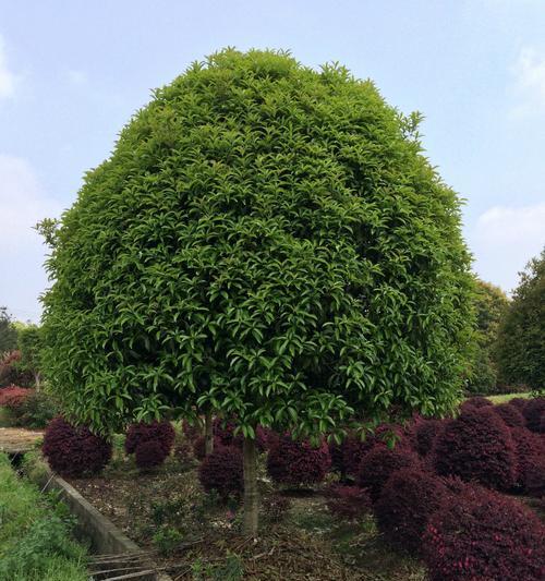 桂花树室外怎么种植（有关桂花树的养护管理）