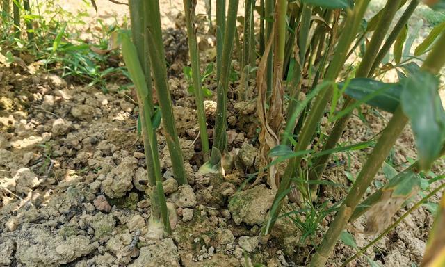 生姜怎样种植才能高产（生姜的种植方法与条件）