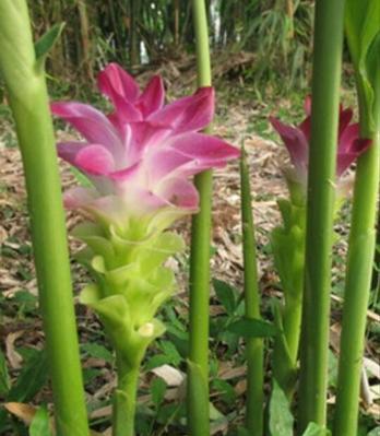 生姜怎样种植才能高产（生姜的种植方法与条件）