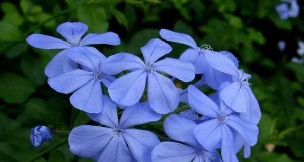 蓝花丹怎么养才能开花（蓝花丹的养护知识）