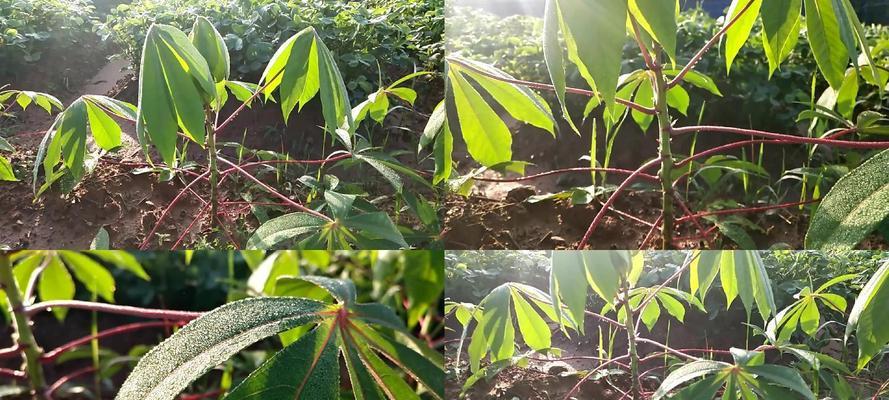 木薯怎样种植技术（木薯种植技术和栽培管理）