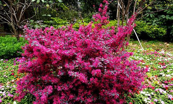 红花荀子怎么种养（红花荀子的养殖方法和注意事项）