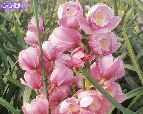 大花蕙兰花谢后怎么处理叶子（有关大花蕙兰的养护技巧）