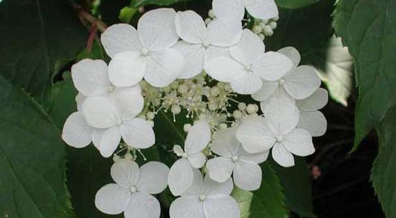 荼靡花怎么养（详解荼靡花的养护知识）