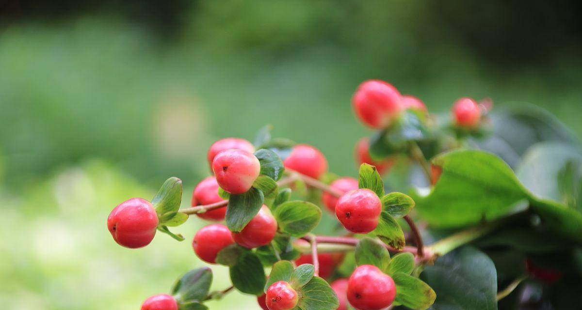 火龙珠的花语（花开龙珠）