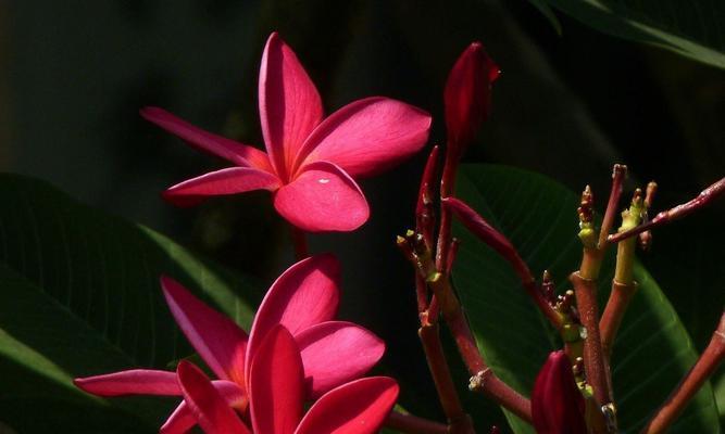 鸡蛋花的花语与寓意（探寻鸡蛋花的内涵与象征）