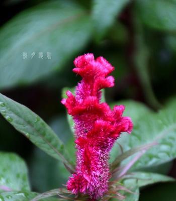 鸡冠花的花语与寓意——绽放热情与爱的化身（鸡冠花的美丽与独特之处及其在人们生活中的意义）