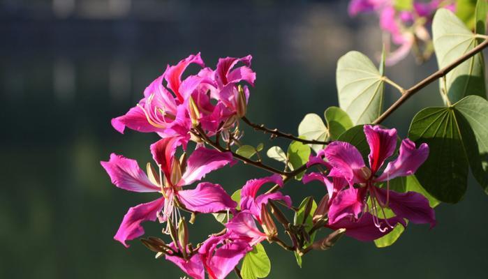 金华市花—牡丹花的美丽与象征（探寻金华市花牡丹花的意义与特色）