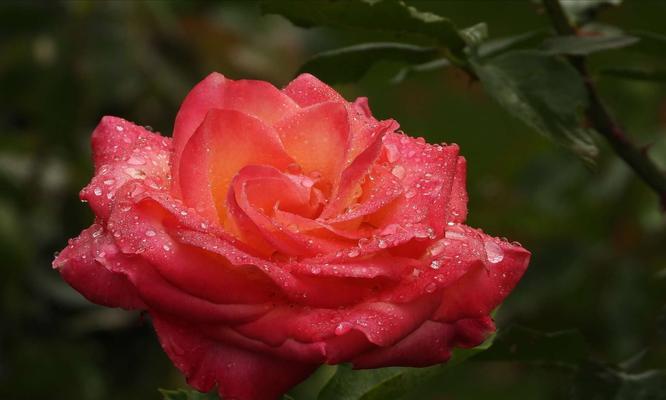 金华市花—牡丹花的美丽与象征（探寻金华市花牡丹花的意义与特色）