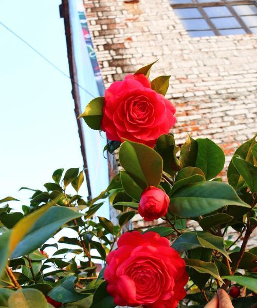 金华市花—牡丹花的美丽与象征（探寻金华市花牡丹花的意义与特色）