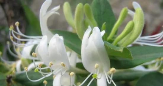 金银花花语与寓意（探索金银花的魅力和象征意义）