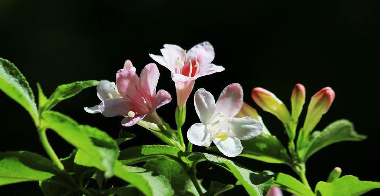 锦带花的花语和寓意（探索锦带花的隐藏之花语）