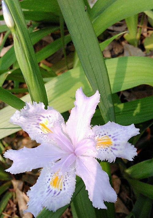 晋江市花白兰花的象征意义（白兰花的优雅与坚韧）