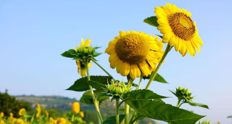 葵花（探寻葵花的丰富寓意与象征意义）