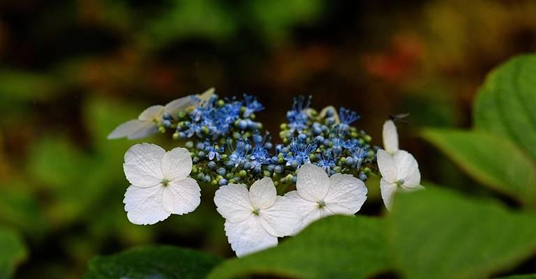 昆山市花——牡丹花的风采与象征（昆山市花牡丹的文化内涵和景观价值）