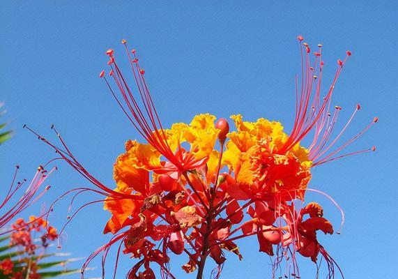 昆山市花——牡丹花的风采与象征（昆山市花牡丹的文化内涵和景观价值）