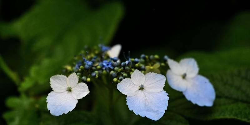 昆山市花——牡丹花的风采与象征（昆山市花牡丹的文化内涵和景观价值）