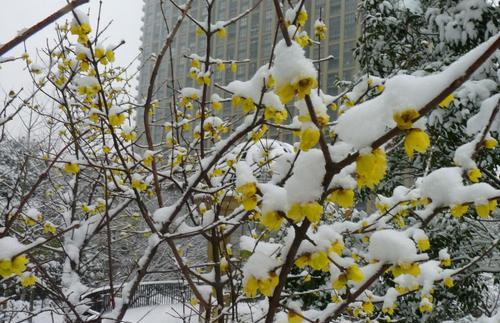 腊梅的寓意和象征风水（瑞雪兆丰年）