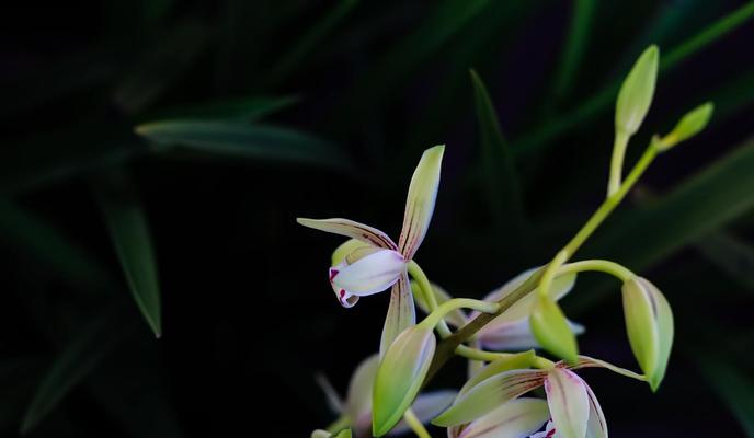 以兰花花语和寓意象征意义（深入探索兰花的花语及其象征意义）