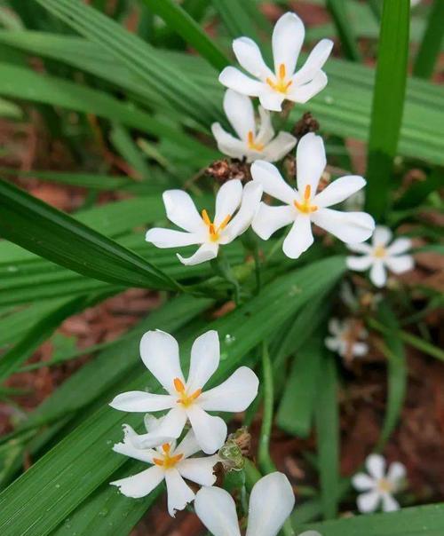 以蓝桉的花语与开花特点（探寻以蓝桉花的意义与美丽）