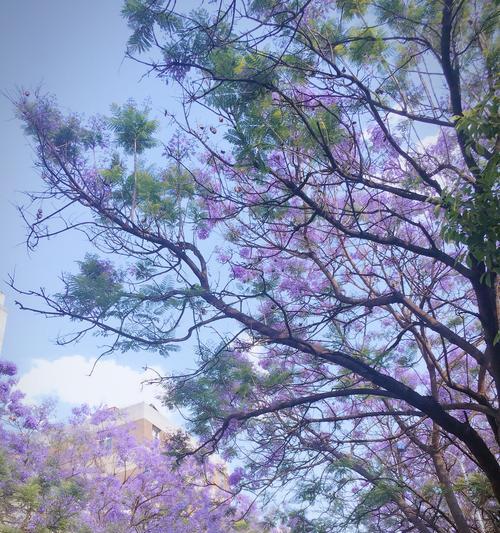 以蓝花楹的花语及寓意（传递美好与希望的蓝色之花）