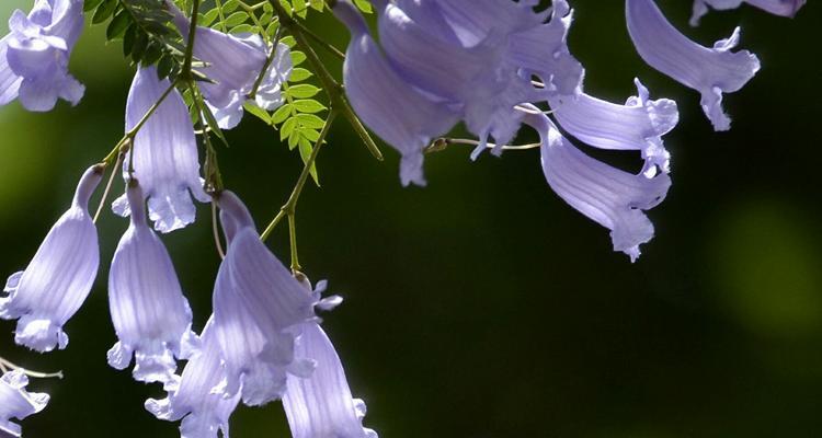 以蓝花楹的花语及寓意（传递美好与希望的蓝色之花）