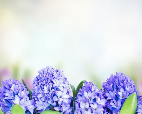 蓝色风信子花语与寓意解读（探究蓝色风信子的花语及象征意义）