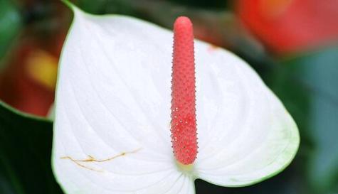 揭秘植物界的奇异代表—李亚科（探索李亚科植物的独特特征和生态角色）