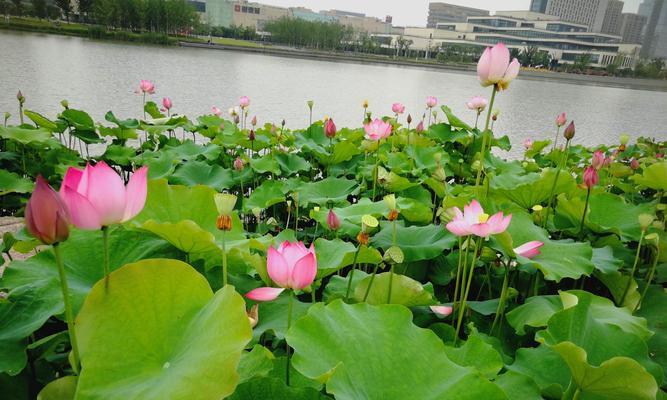 莲子的寓意与象征意义（纯洁）