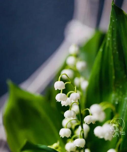 铃兰花（以铃兰花语和寓意象征着的内涵与价值观）