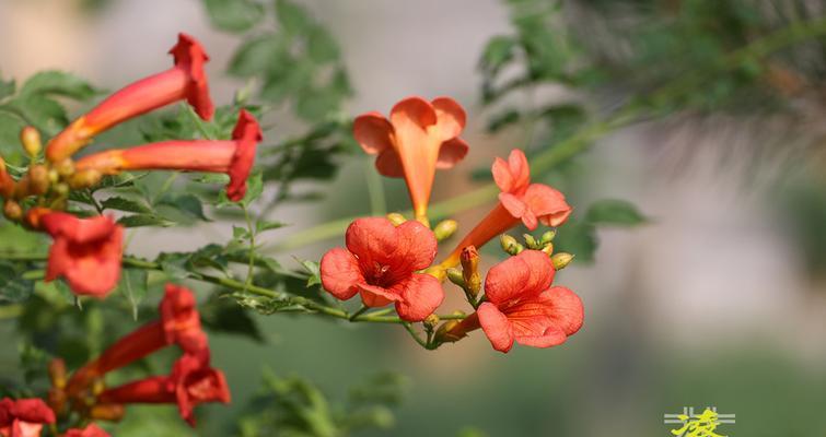 凌霄花的象征意义（探索凌霄花的花语和文化内涵）