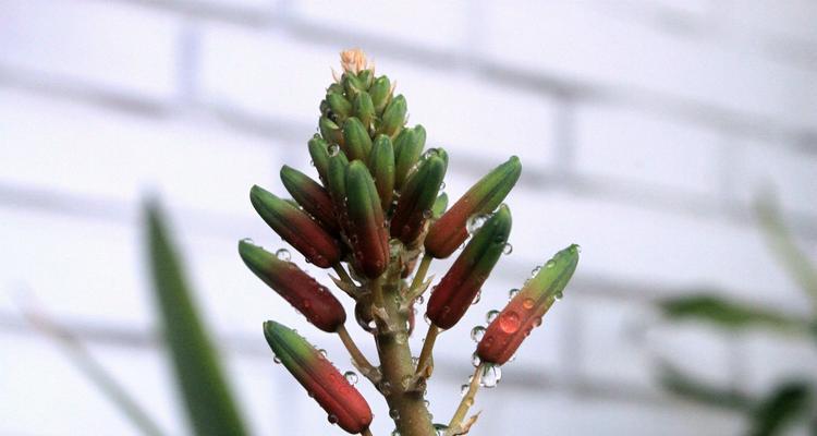 芦荟开花的寓意（揭示芦荟开花的吉祥象征和传说）