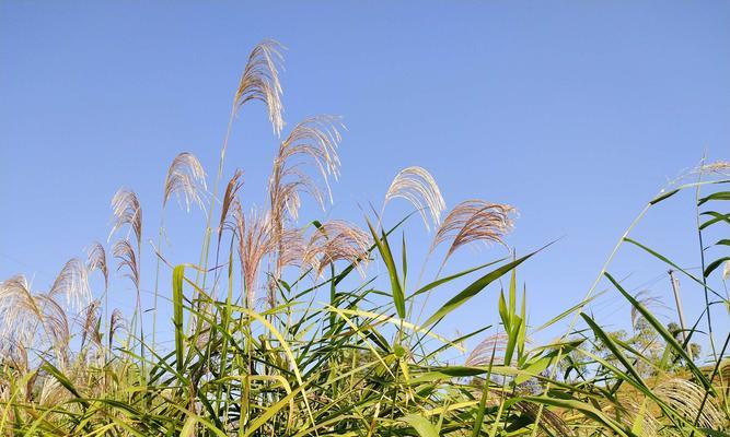 芦苇的象征意义与启示（生命力顽强的芦苇）