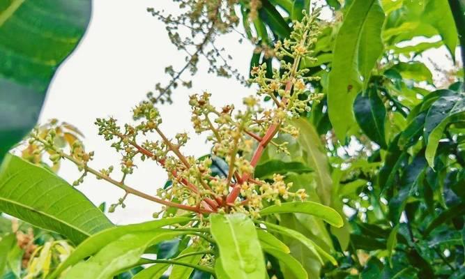 芒果的寓意与祝福（探寻芒果所象征的意义）