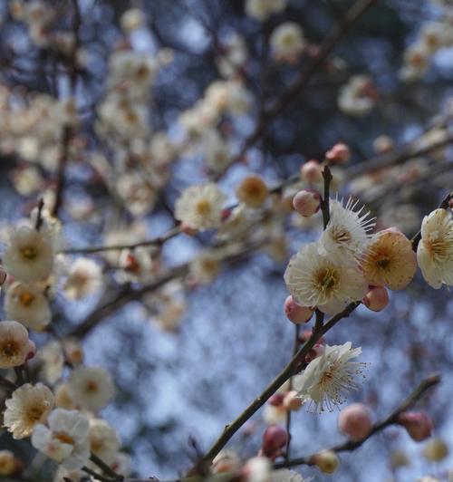 梅花生肖之谜（梅花蕴含十二生肖的智慧）