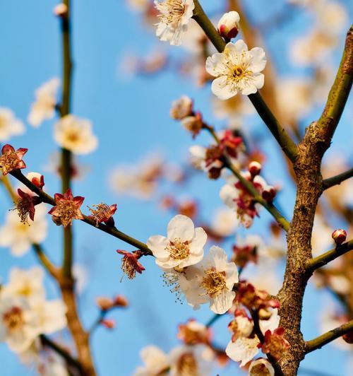 梅花生肖之谜（梅花蕴含十二生肖的智慧）