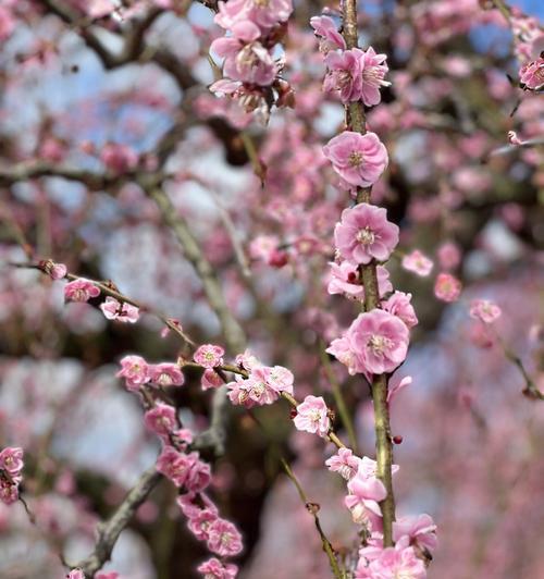 梅花生肖之谜（梅花蕴含十二生肖的智慧）