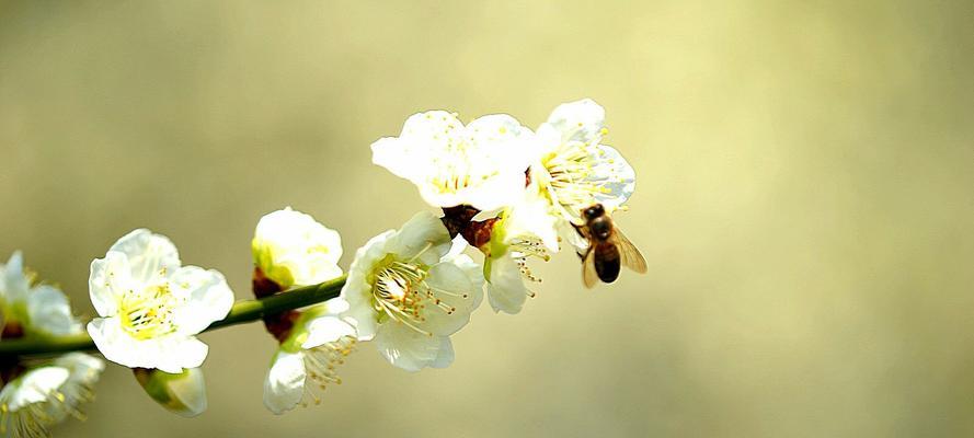 梅花的花语与象征寓意（从坚韧不拔到纯洁高雅）