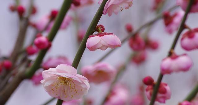 梅花花语的象征与寓意（探寻梅花背后的深意）