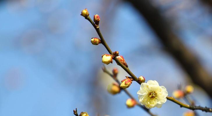 梅花花语的象征与寓意（探寻梅花背后的深意）