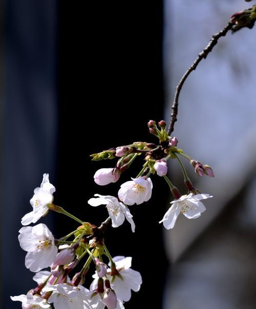 美人樱花（探寻美人樱花的花语和意义）